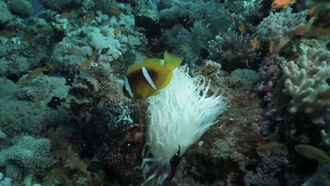 Clown Fish and Anemone Stock Footage 170776804
