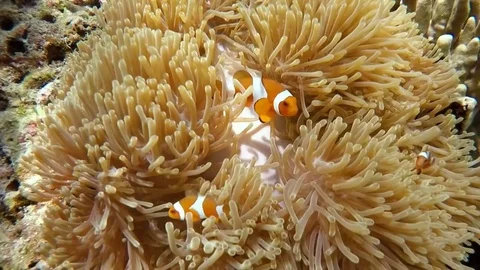 Clown fish in anemone, Andaman sea Phuket Thailand Video stock 74621353