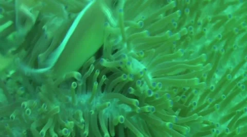 Clown fish in anemone brushing Stock Footage 10893996