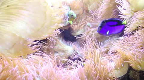 Clown fish in Anemone Stock Footage 32671311