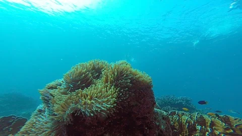 Clown fish in anemone Видео 87250420