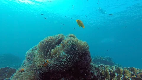 Clown fish in anemone Video stock 87255064
