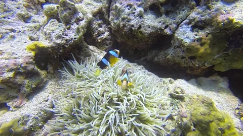 Clown fish in the Anemone Stock Footage 154995274