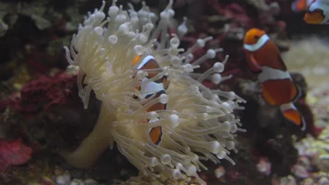 Clown fish in anemone Stock Footage 297893913