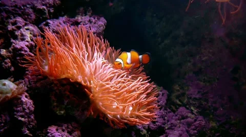 Clown Fish Anemone FULL HD Stock Footage 7752674
