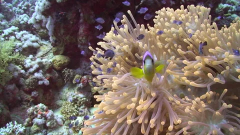 Clown fish in anemone looking at  camera Stock Footage 295348849