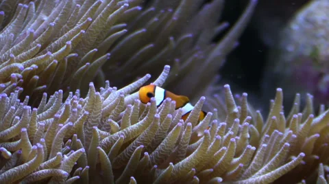 Clown Fish in anemone tentacles Stock Footage 36782326