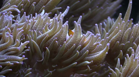 Clown Fish in anemone tentacles Stock Footage 36815723
