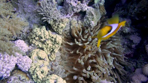 Clown Fish On Anemone Underwater Close Up Red Sea Egypt Stock Footage 102888872