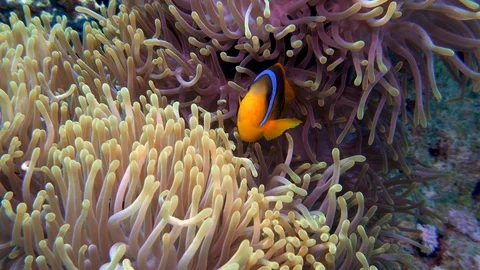 Clown Fish On Anemone Underwater Close Up Red Sea Egypt Stock Footage 102889048