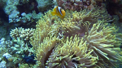 Clown Fish On Anemone Underwater View Red Sea Egypt Stock Footage 102889101