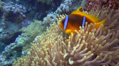 Clown Fish On Anemone Underwater View Red Sea Egypt Stock-Footage 102889148