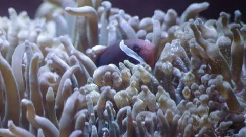 Clown fish in anemones Stock Footage 22385302