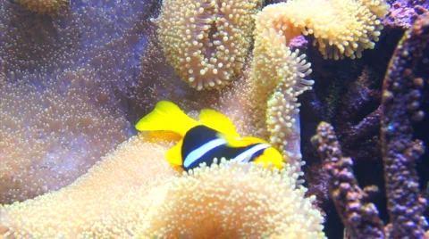 Clown fish in aquarium Stock Footage 4269435