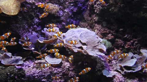 Clown fish at aquarium Stock Footage 7791452