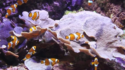 Clown fish at aquarium Stock Footage 7795140
