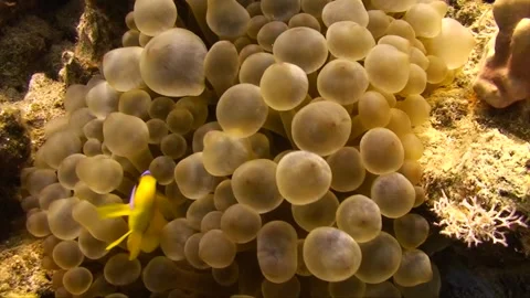 Clown fish in bubble anemone on coral reef wall 2:2 Stock Footage 263030461