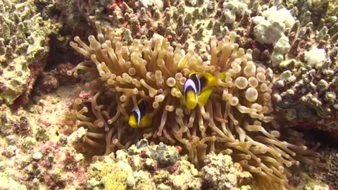Clown fish in bubble anemone Stock Footage 263623855