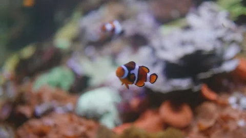 Clown fish, close-up shots of the diversity of aquatic fauna. the concept of  Stock Footage 171787758