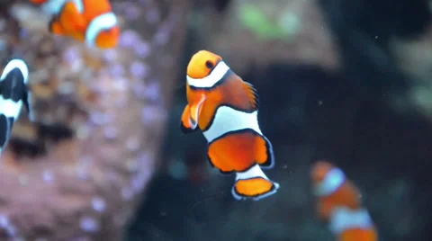 Clown Fish Closeup 02 Stock Footage 40027907