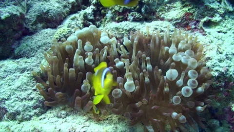 Clown fish curious - looking into and swimming up to the lens Stock Footage 295348824