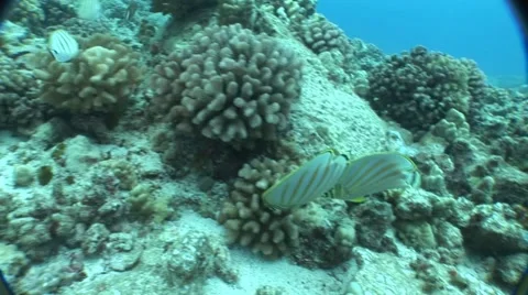 Clown Fish Feeding on Sponge Stock Footage 5264396
