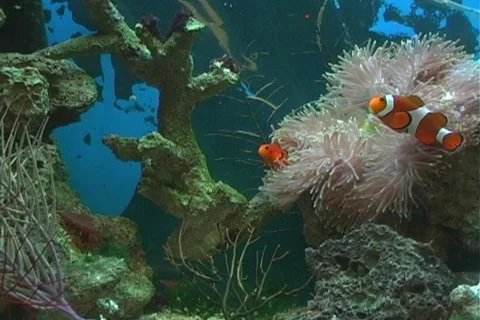 Clown Fish Vídeo Stock 97638
