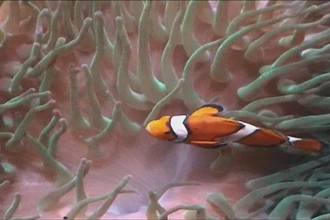 Clown fish Video stock 110656