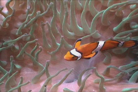Clown fish Stock Footage 113634
