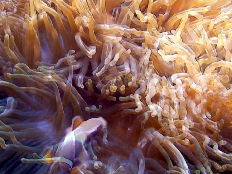 Clown Fish Video stock 490316