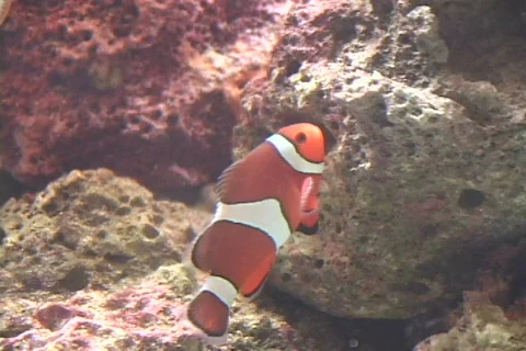 Clown fish Stock Footage 672484