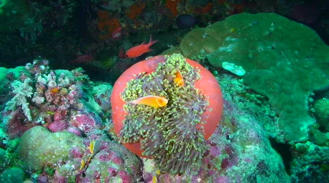 Clown Fish 動画素材 696994