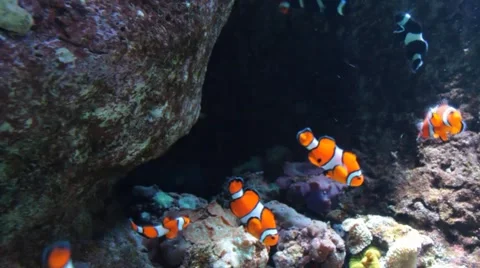 Clown Fish 動画素材 1062269