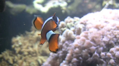 Clown Fish Video stock 2798827