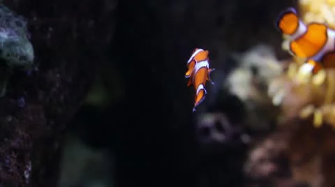 Clown fish Stock Footage 10709542