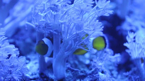Clown fish Stock Footage 22551393
