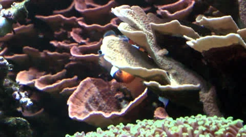 Clown Fish Stock Footage 24168306