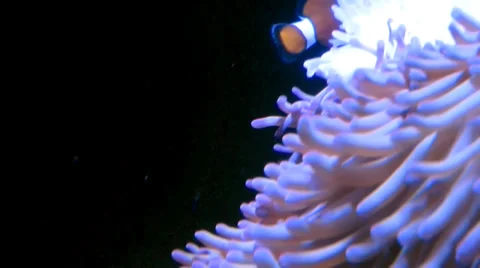 Clown fish Stock Footage 39588426