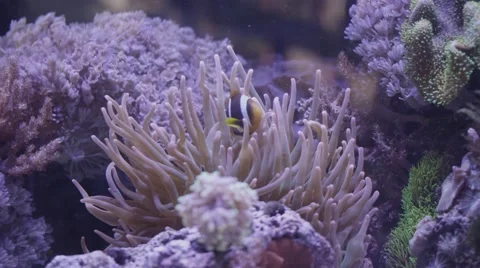 Clown Fish Stock Footage 56332370