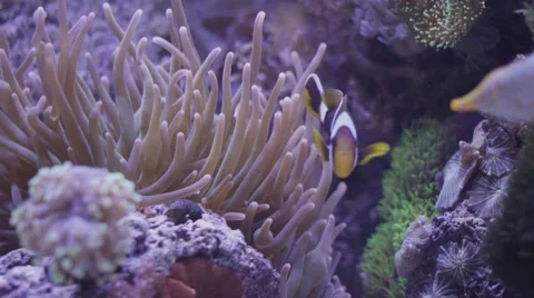 Clown Fish Stock Footage 56332397