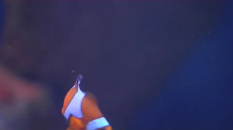 A Clown Fish Stock Footage 57766650