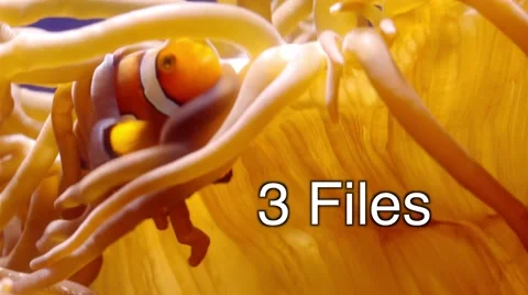 Clown Fish Stock Footage 59193540