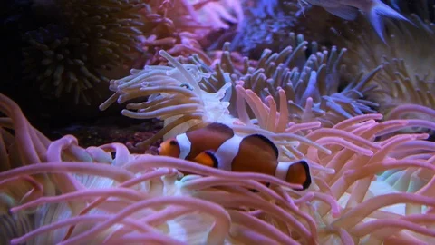 Clown Fish Vídeo Stock 94785111