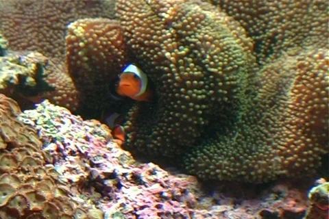 Clown Fish Stock Footage 107074560