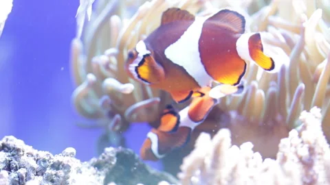Clown fish 库存影片 120687705