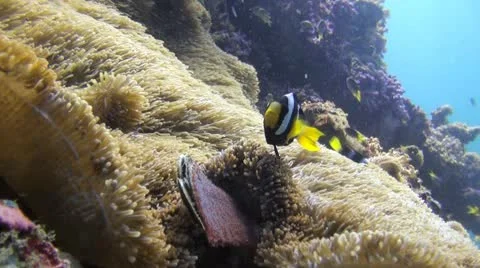 Clown fish guarding egg, clip 1 of 2 Stock Footage 22306868