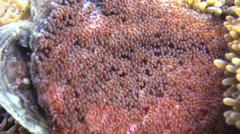 Clown fish guarding egg, clip 2 of 2 Stock Footage 22306888