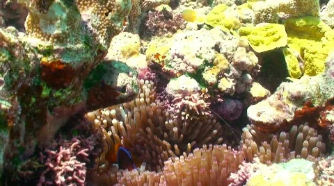 Clown fish guarding Stock Footage 331018