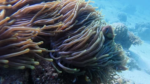 Clown fish hide among the wispy hair like sea anemones Stock Footage 346430818