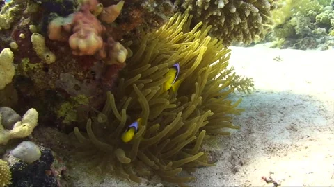 Clown fish hiding in anemone under coral Stock Footage 263030464